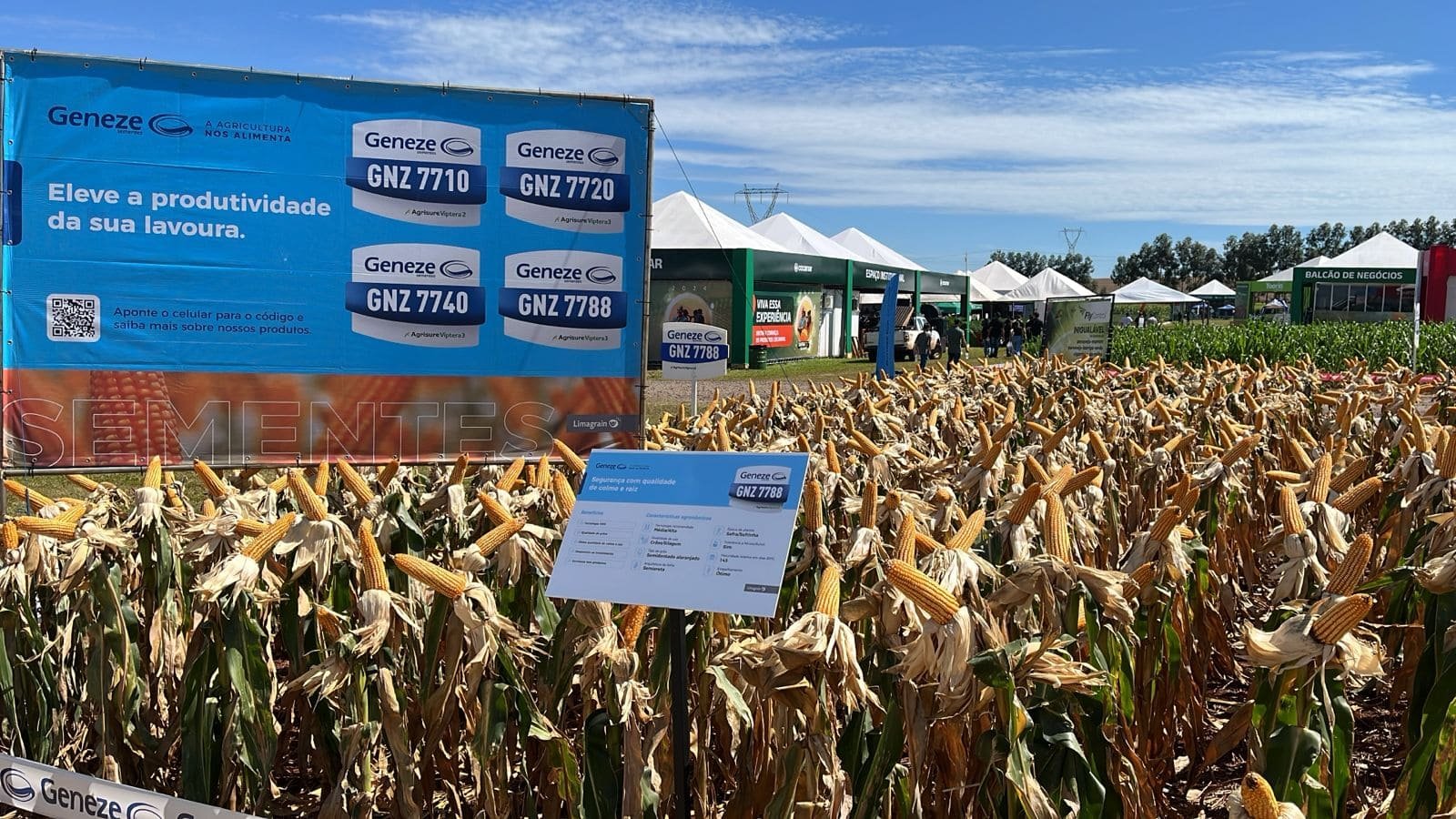 noticia-safratec-2024-geneze-sementes