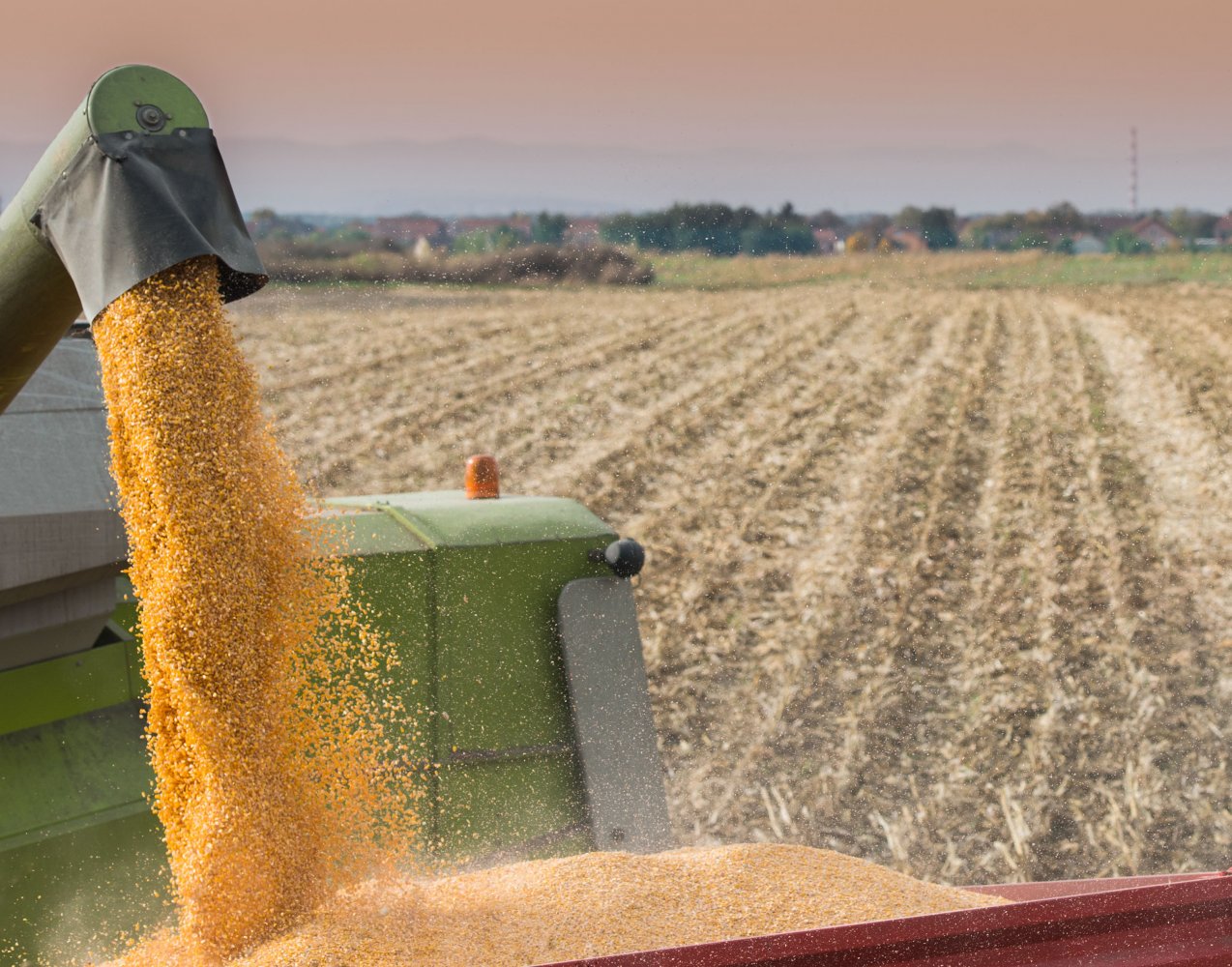 Ensilaje de maíz: conozca el historial agronómico del híbrido