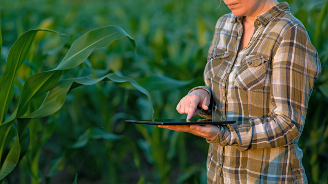Monitoreo del cultivo de maíz contra los insectos: sepa cómo hacerlo