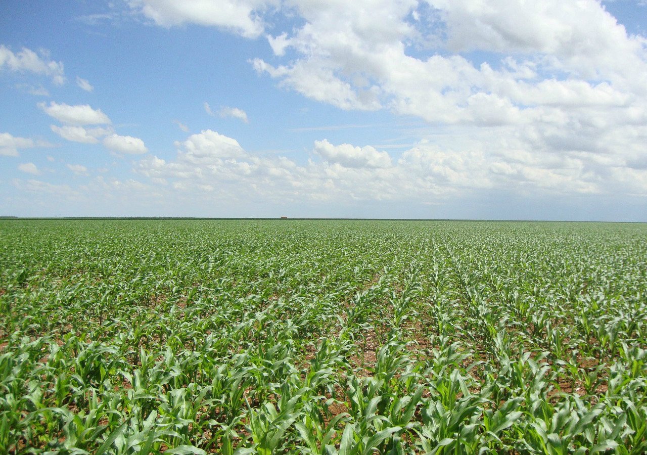 Vilmorin & Cie / grupo Limagrain adquiere Sursem y Geneze
