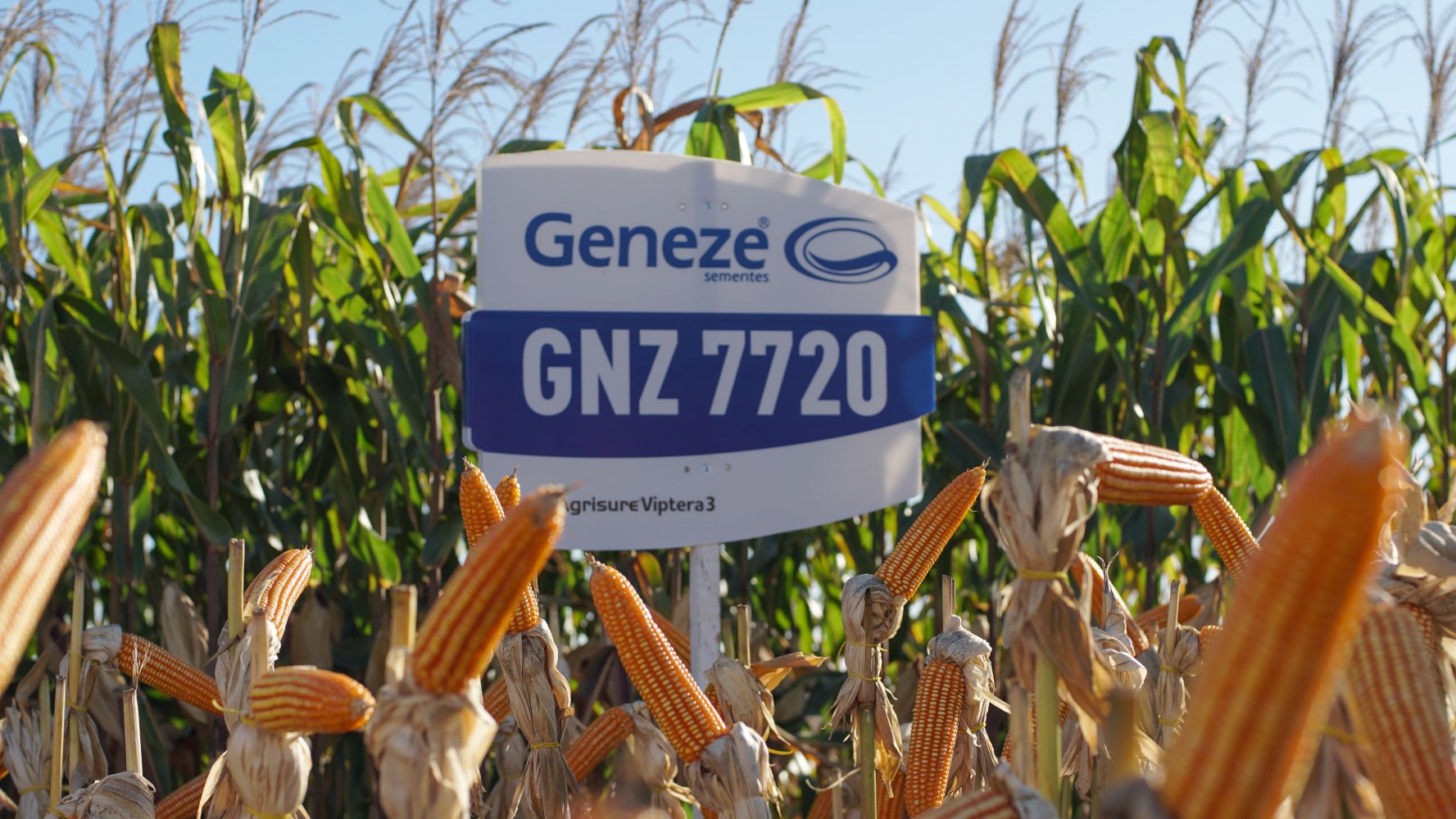 fotos-geneze-sementes