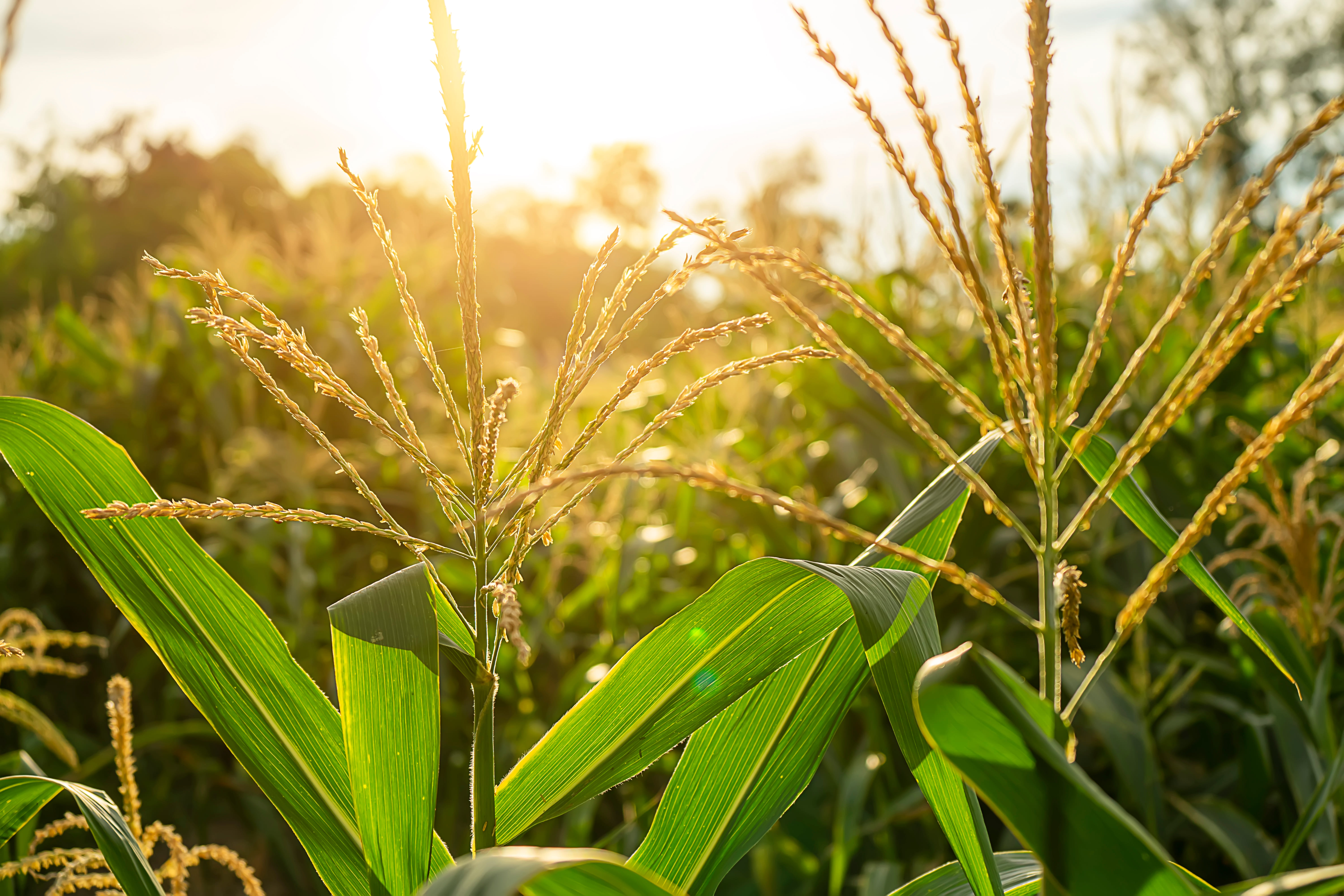 População de Plantas de Milho: Como Definir o Espaçamento Ideal para Aumentar a Produtividade